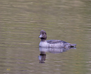 Common Goldeneye 4137